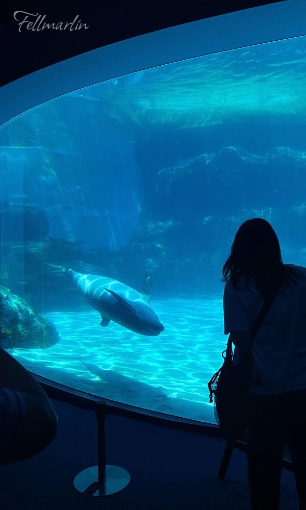 名古屋港水族館 Nagoya Aqua なごやこうすいぞくかん 北館二樓海豚池