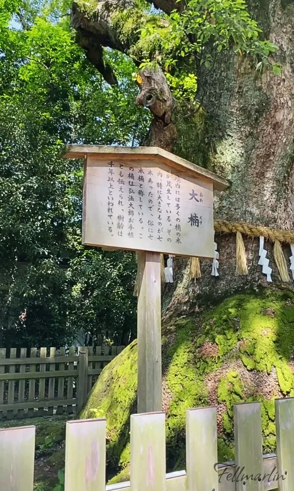 名古屋 熱田神宮 あつたじんぐう Nagoya Atsuta Jingu - 樹齡已超過千年以上的大楠樹 由弘法大師空海親手種植