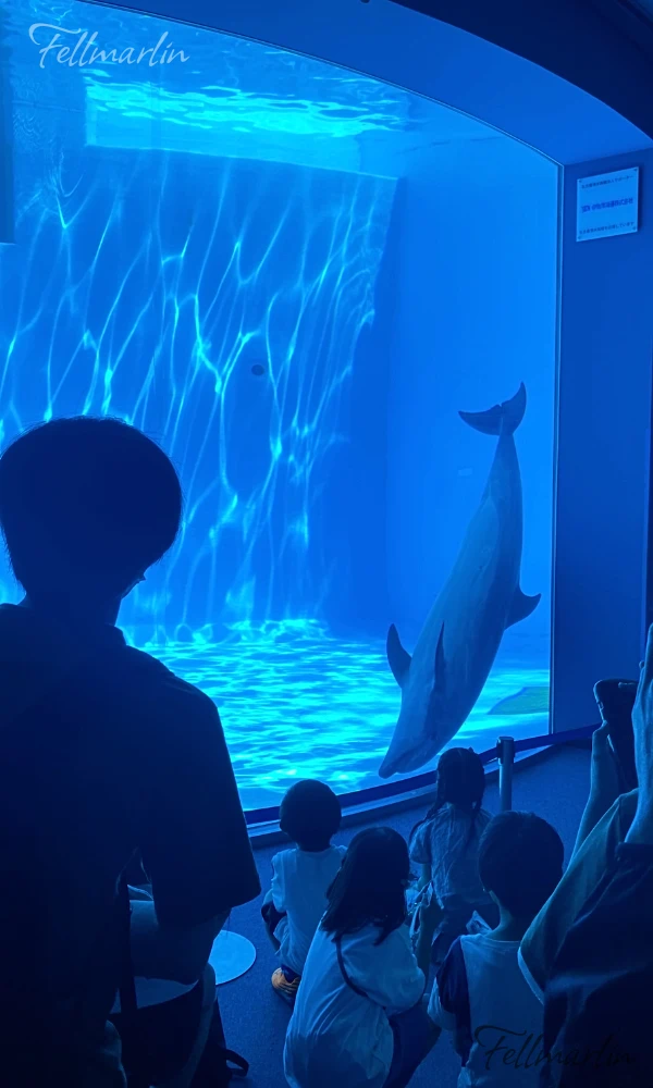 名古屋港水族館 Nagoya Aqua なごやこうすいぞくかん 北館二樓海豚池