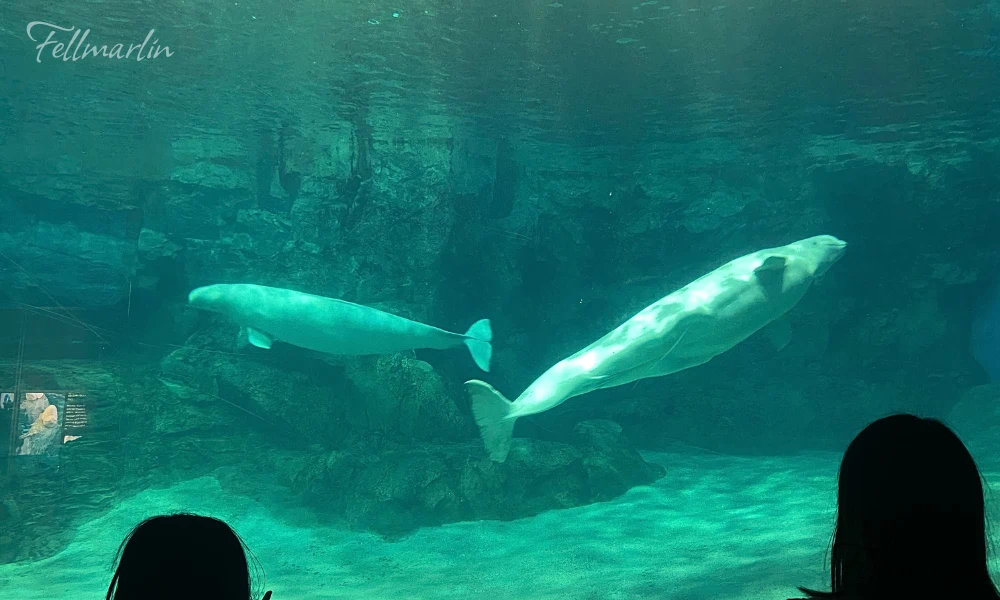 名古屋水族館 Nagoya Aqua なごやこうすいぞくかん 北館二樓白鯨池