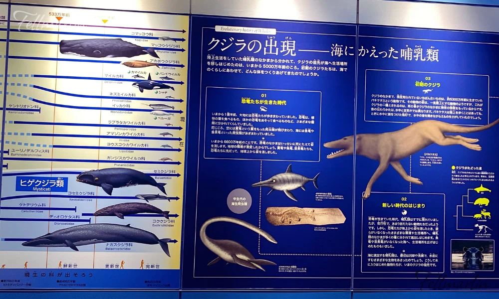 日本最大 名古屋水族館 Nagoya Aqua なごやこうすいぞくかん 北館二樓虎鯨趣味區展示的內容
