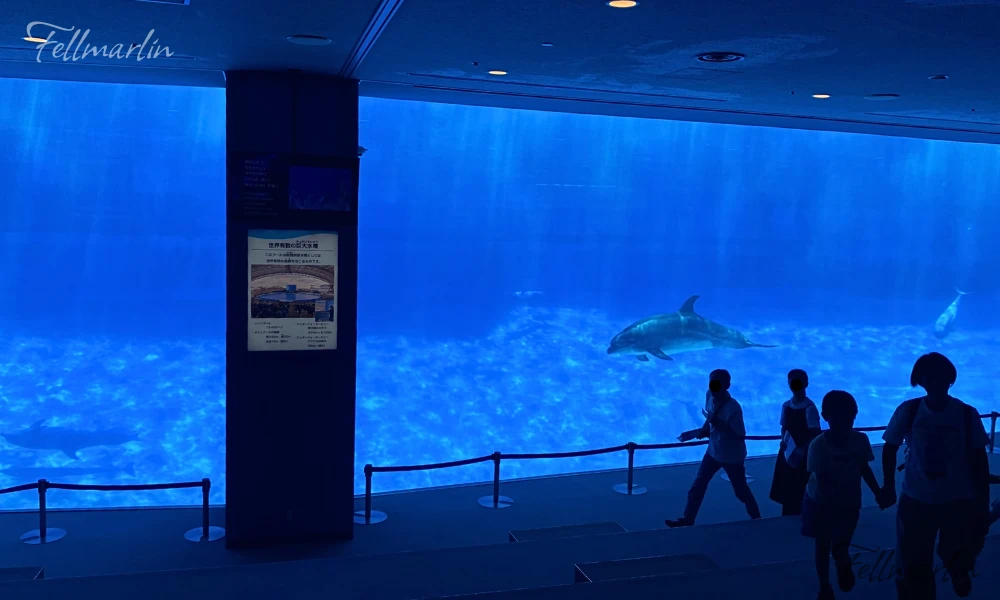 日本最大 名古屋水族館 Nagoya Aqua なごやこうすいぞくかん 北館二樓表演場地下方的水中看台