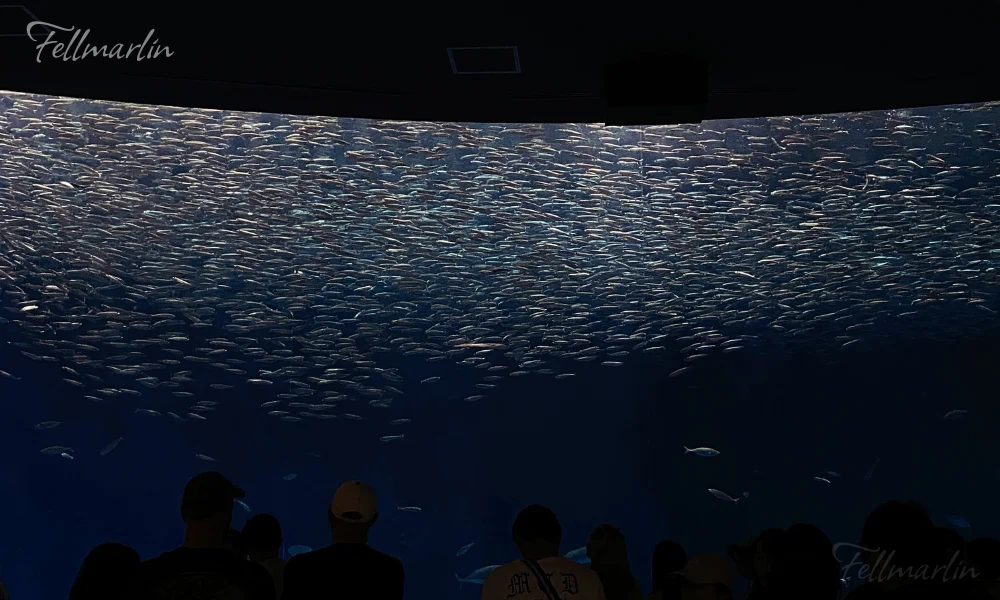 名古屋水族館 Nagoya Aqua なごやこうすいぞくかん 南館二樓黑潮大水箱