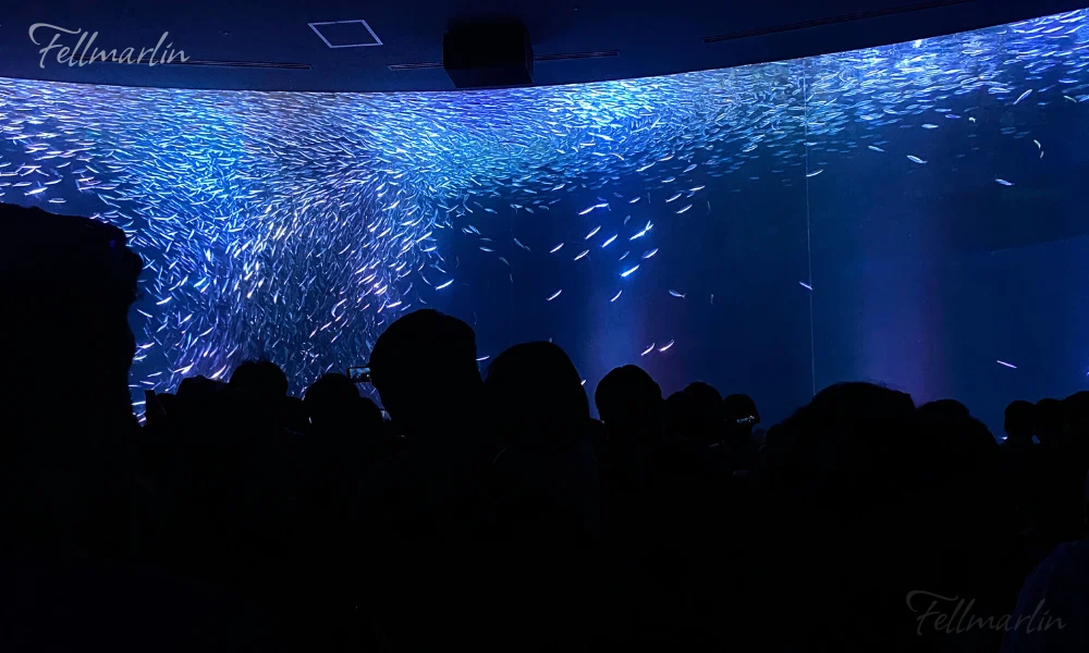 名古屋水族館 Nagoya Aqua なごやこうすいぞくかん 南館二樓黑潮大水箱的沙丁魚龍捲風表演