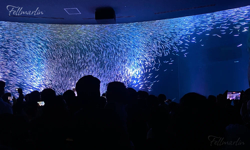 名古屋水族館 Nagoya Aqua なごやこうすいぞくかん 南館二樓黑潮大水箱的沙丁魚龍捲風表演