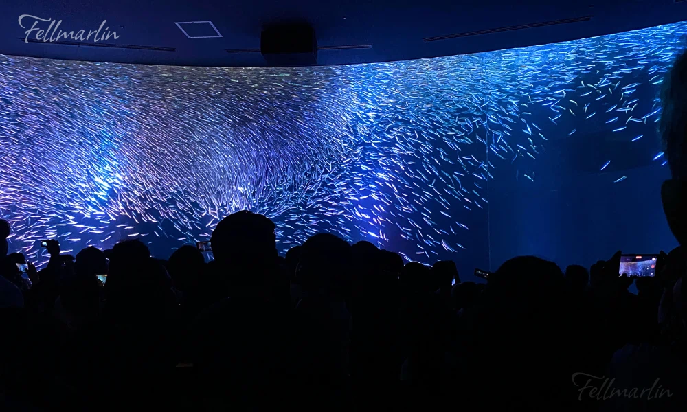 名古屋水族館 Nagoya Aqua なごやこうすいぞくかん 南館二樓黑潮大水箱的沙丁魚龍捲風表演