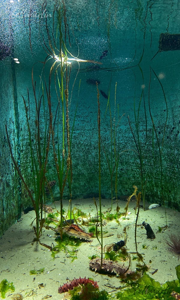 日本最大名古屋港水族館 Nagoya Aqua なごやこうすいぞくかん 南館二樓日本之海的展示區
