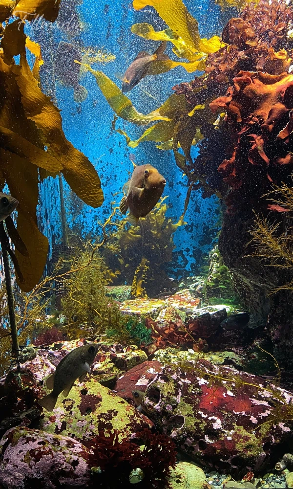 日本最大名古屋港水族館 Nagoya Aqua なごやこうすいぞくかん 南館二樓日本之海的展示區