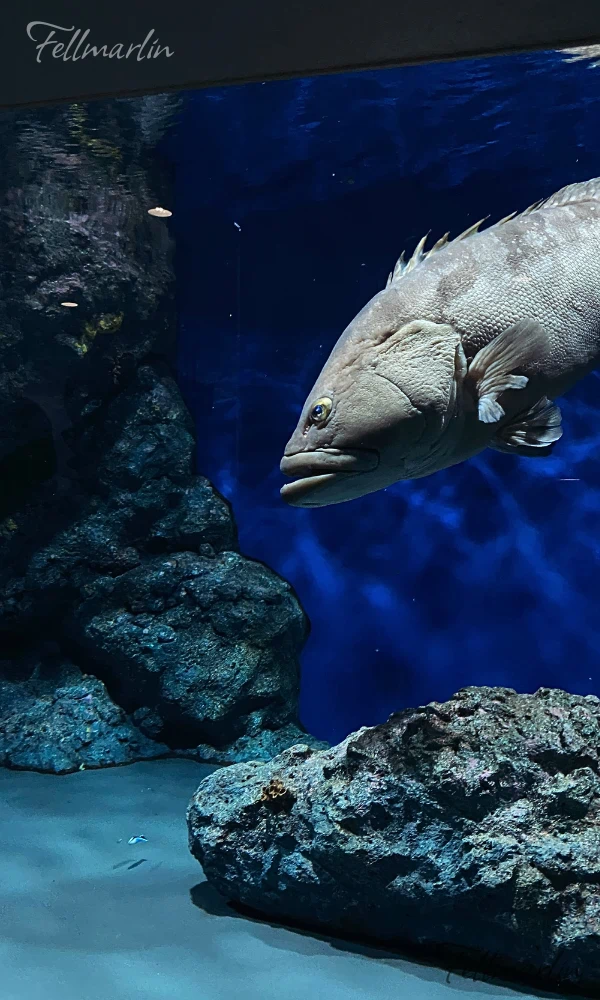 日本最大名古屋港水族館 Nagoya Aqua なごやこうすいぞくかん 南館二樓日本之海的展示區