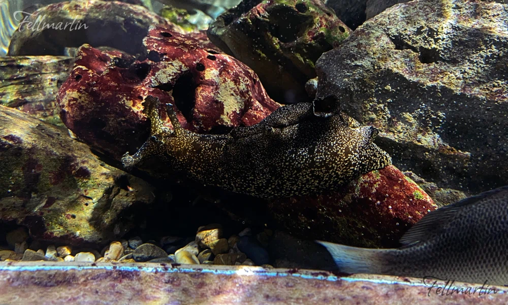 日本最大名古屋港水族館 Nagoya Aqua なごやこうすいぞくかん 南館二樓日本之海的展示區