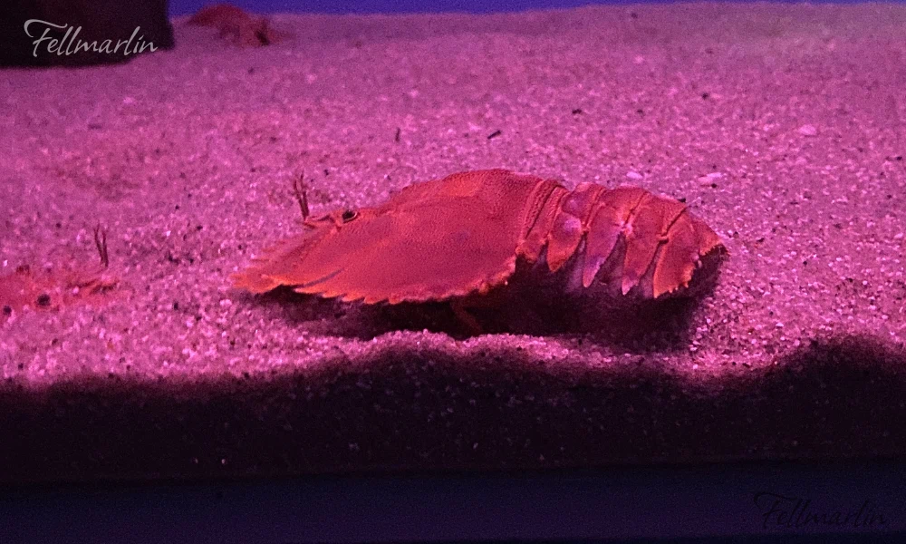 日本最大 名古屋水族館 Nagoya Aqua なごやこうすいぞくかん 南館二樓日本之海的展示區