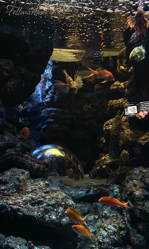 日本最大 名古屋水族館 Nagoya Aqua なごやこうすいぞくかん 南館二樓日本之海的展示區