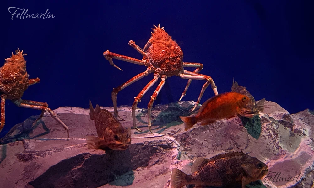 日本最大 名古屋水族館 Nagoya Aqua なごやこうすいぞくかん 南館二樓深海迴廊中的螃蟹生態