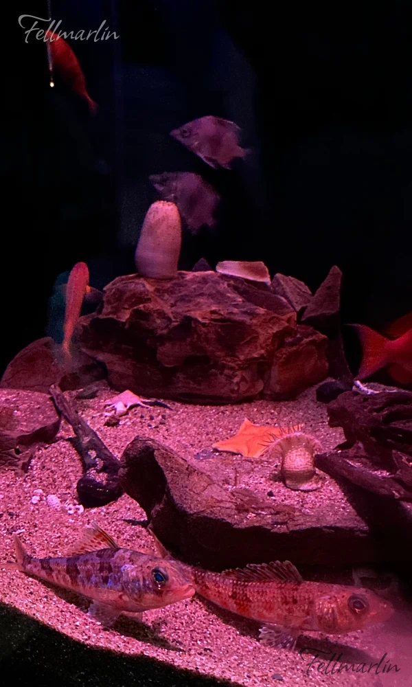 日本最大 名古屋港水族館 Nagoya Aqua なごやこうすいぞくかん 南館二樓深海迴廊中的深海生物生態