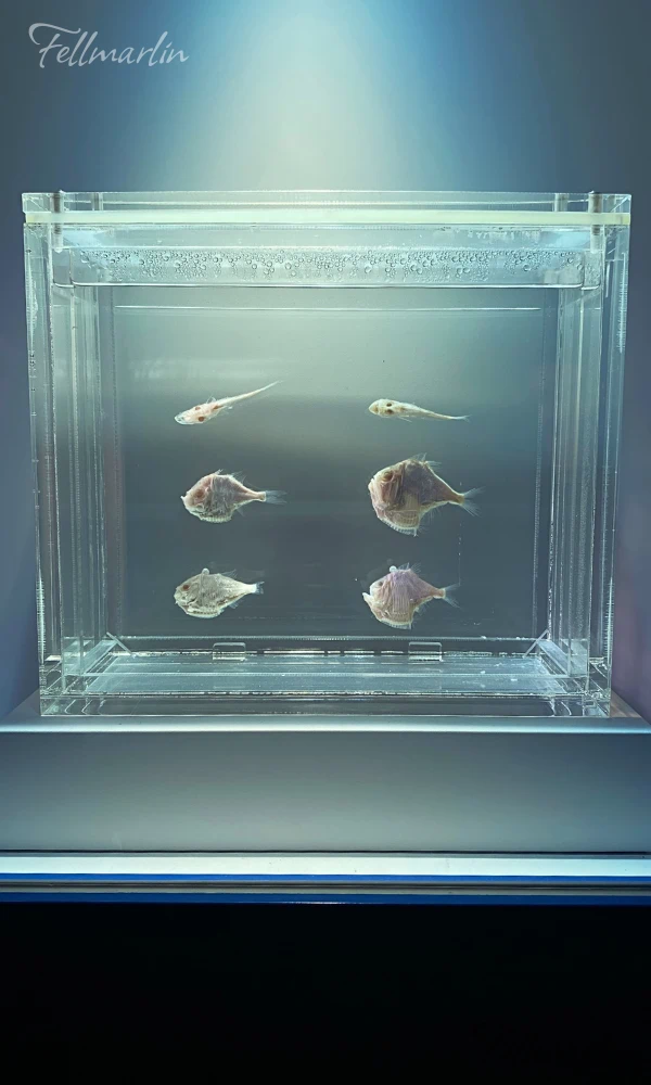 日本最大 名古屋港水族館 Nagoya Aqua なごやこうすいぞくかん 南館二樓深海迴廊中的深海生物標本