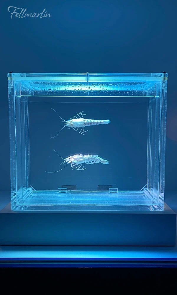 日本最大 名古屋港水族館 Nagoya Aqua なごやこうすいぞくかん 南館二樓深海迴廊中的深海生物標本
