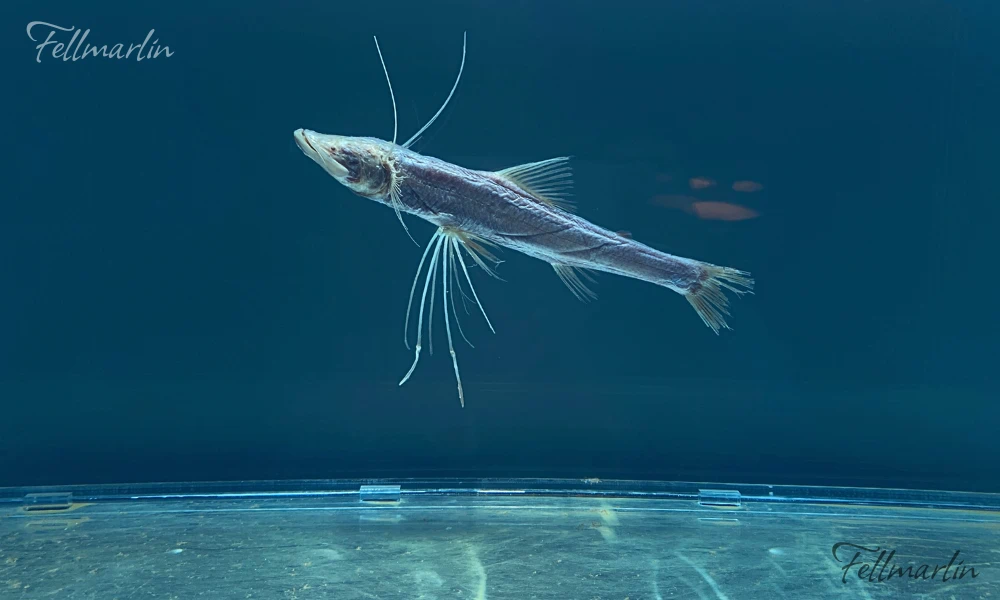 日本最大 名古屋港水族館 Nagoya Aqua なごやこうすいぞくかん 南館二樓深海迴廊中的深海生物標本