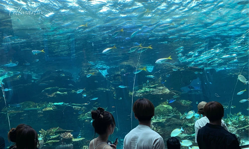 名古屋水族館 Nagoya Aqua なごやこうすいぞくかん 南館一樓赤道之海1區 珊瑚礁大水槽