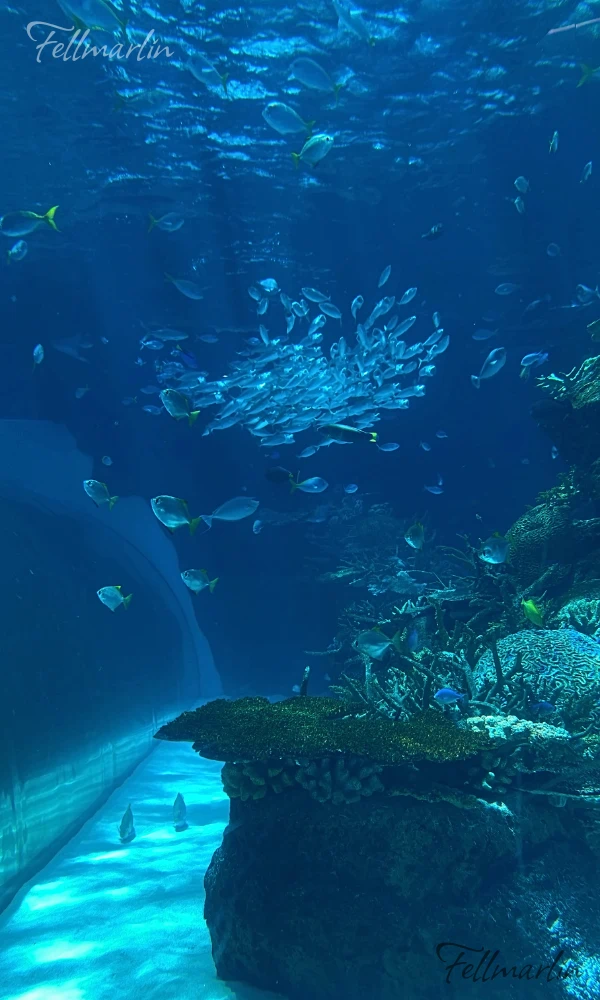 名古屋水族館 Nagoya Aqua なごやこうすいぞくかん 南館一樓赤道之海1區 珊瑚礁大水槽