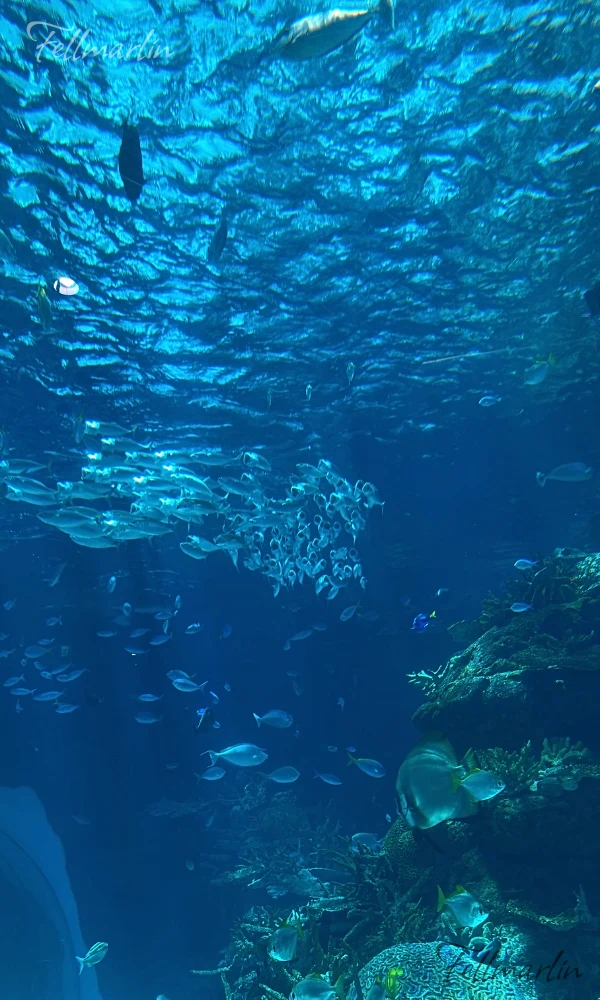 名古屋水族館 Nagoya Aqua なごやこうすいぞくかん 南館一樓赤道之海1區 珊瑚礁大水槽
