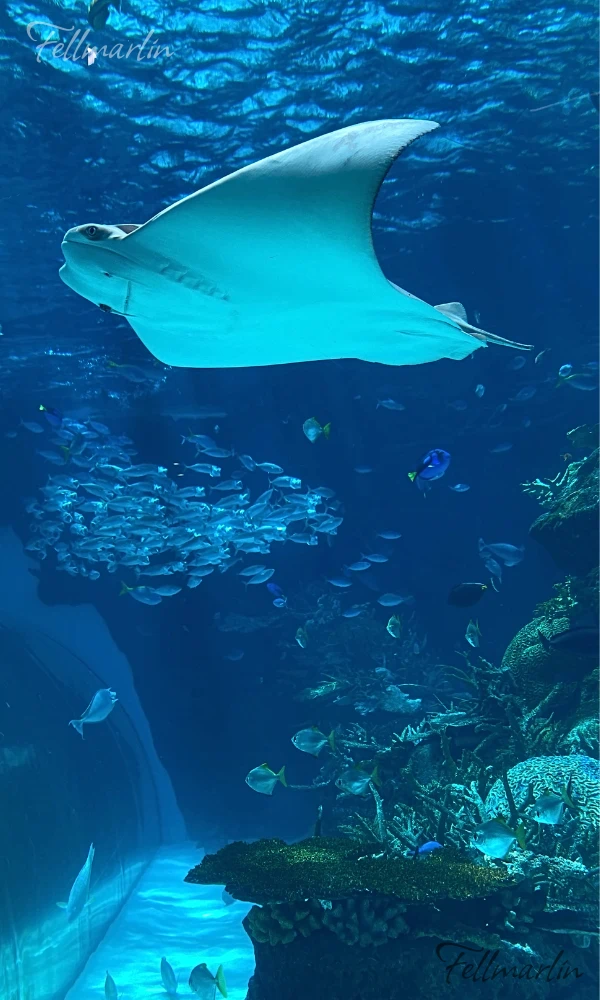 名古屋水族館 Nagoya Aqua なごやこうすいぞくかん 南館一樓赤道之海1區 珊瑚礁大水槽