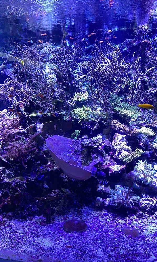 名古屋港水族館 Nagoya Aqua なごやこうすいぞくかん 南館二樓赤道之海