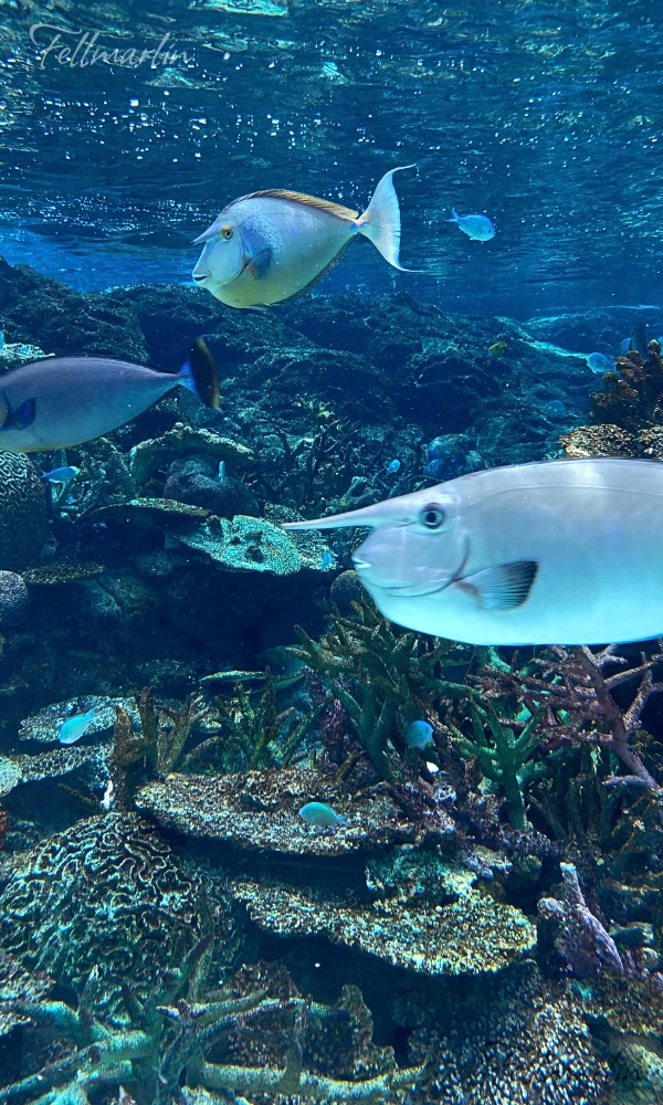 名古屋港水族館 Nagoya Aqua なごやこうすいぞくかん 南館二樓赤道之海