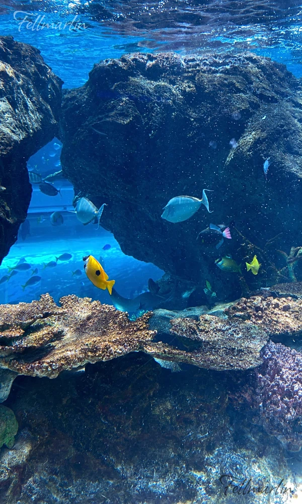 名古屋港水族館 Nagoya Aqua なごやこうすいぞくかん 南館二樓赤道之海