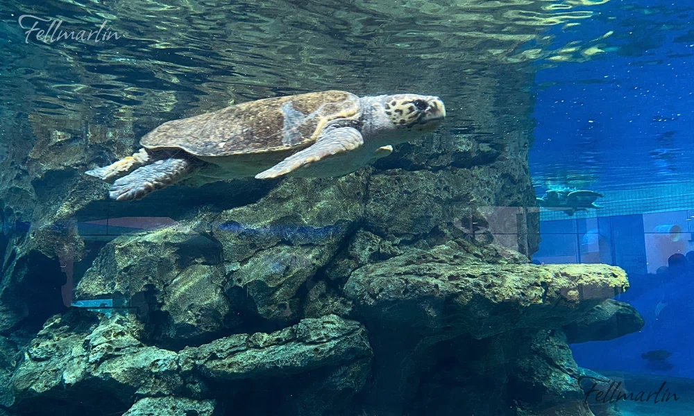名古屋水族館 Nagoya Aqua なごやこうすいぞくかん 南館二樓 海龜洄游水槽