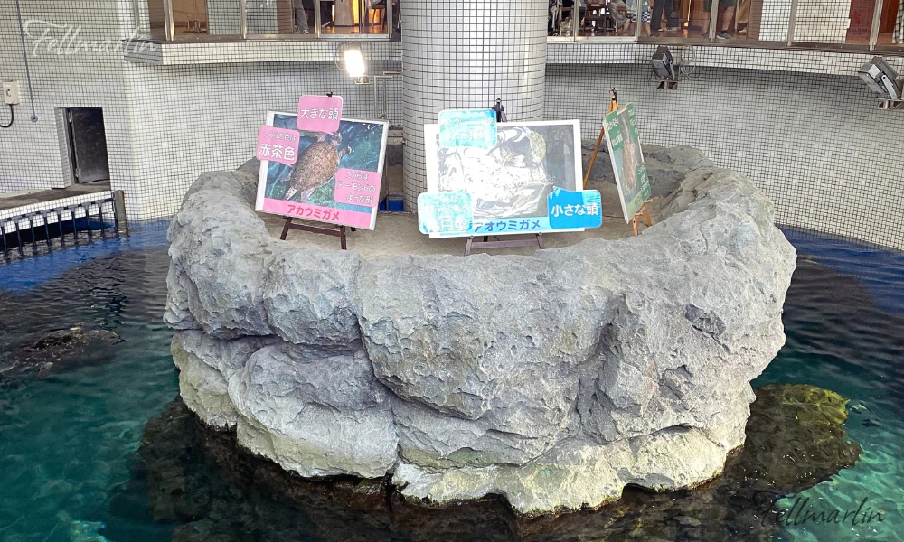 名古屋水族館 Nagoya Aqua なごやこうすいぞくかん 南館三樓 海龜洄游水槽 海龜餵食表演場地