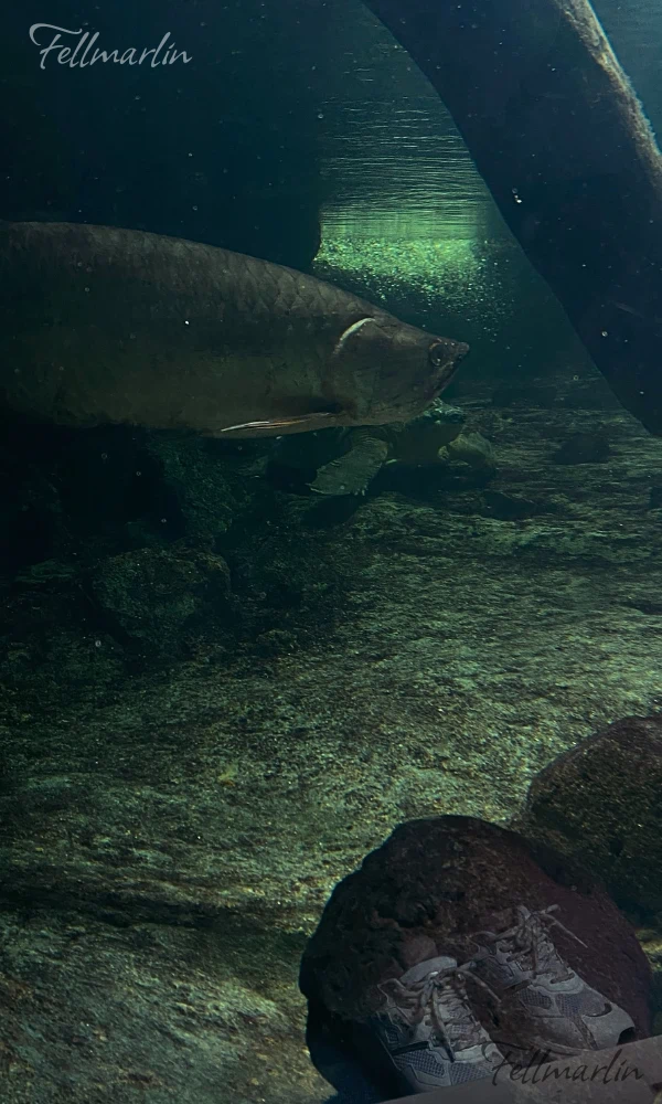 日本最大名古屋港水族館 Nagoya Aqua なごやこうすいぞくかん 南館三樓 海龜池旁邊的區域