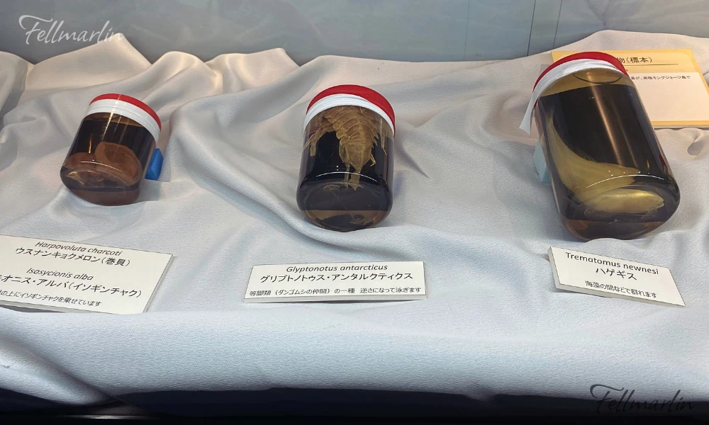 名古屋港水族館 Nagoya Aqua なごやこうすいぞくかん 南館展示的生物標本